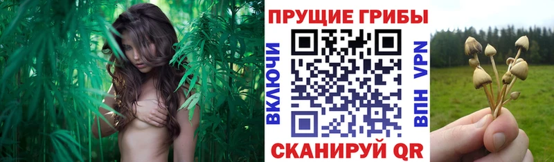 Галлюциногенные грибы MAGIC MUSHROOMS  Купить закладки  Первомайск 
